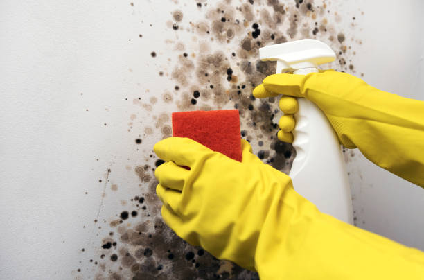 Best Residential Mold Remediation in Bedford, OH